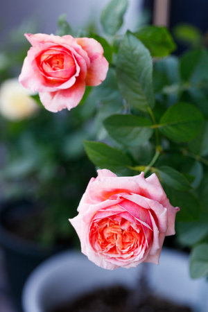 Beautiful coral pink roses under sunlight in rose garden. Floral natural background with rose flower. Selective focus.の写真素材