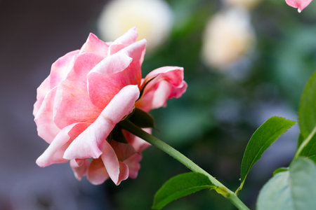 Beautiful coral pink roses under sunlight in rose garden. Floral natural background with rose flower. Selective focus.の写真素材