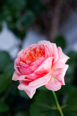 Beautiful coral pink roses under sunlight in rose garden. Floral natural background with rose flower. Selective focus.の写真素材