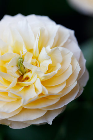 A bright yellow rose under sunlight in rose garden. Floral natural background with rose flower. Selective focus.の写真素材