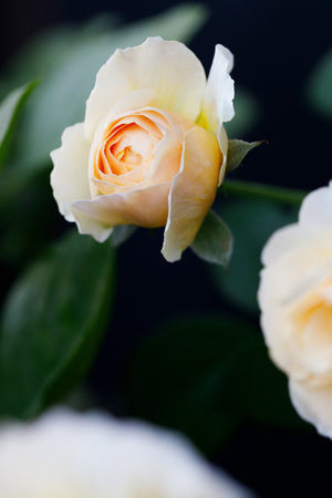 A bright rose under sunlight in rose garden. Floral natural background with rose flower. Selective focus.の写真素材