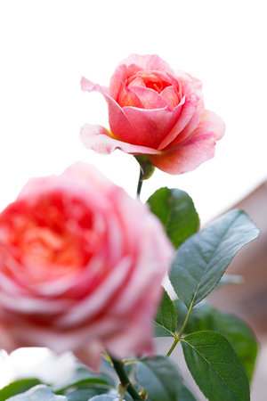 Beautiful coral pink roses under sunlight in rose garden. Floral natural background with rose flower. Selective focus.の写真素材