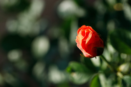 Beautiful coral pink roses under sunlight in rose garden. Floral natural background with rose flower. Selective focus.の写真素材