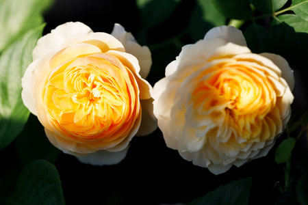 A bright yellow rose under sunlight in rose garden. Floral natural background with rose flower. Selective focus.の写真素材