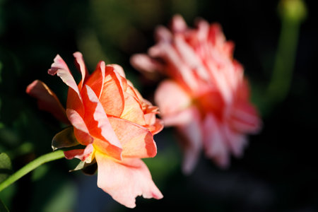 Beautiful coral pink roses under sunlight in rose garden. Floral natural background with rose flower. Selective focus.の写真素材