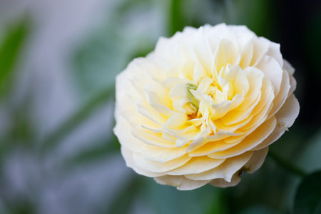 A bright yellow rose under sunlight in rose garden. Floral natural background with rose flower. Selective focus.の写真素材