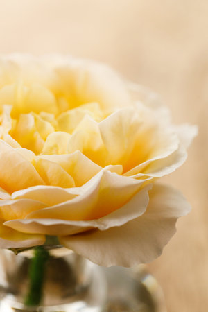Closeup of Yellow beautiful blooming rose in glass vase on wooden table.の写真素材