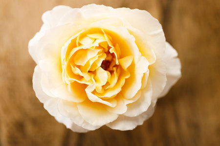 Closeup of Yellow beautiful blooming rose on wooden table.の写真素材