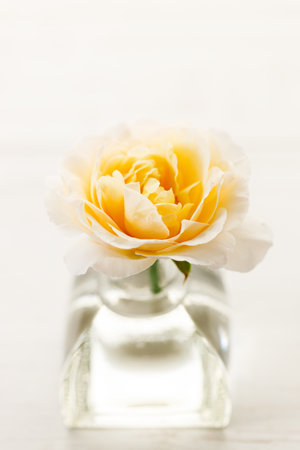 Closeup of Yellow beautiful blooming rose in glass vase on wooden table.の写真素材
