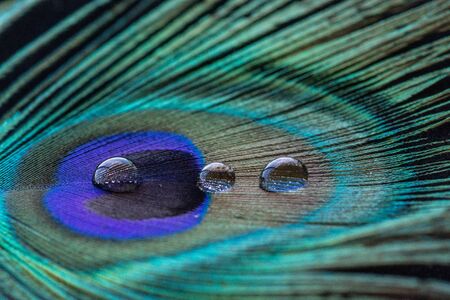 Peacock feather with water drops close upの写真素材