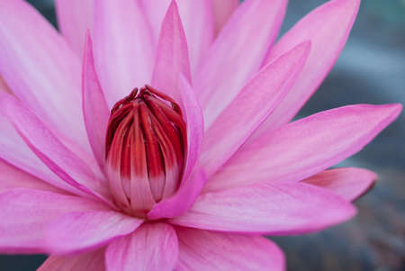 Pink waterlilyの写真素材
