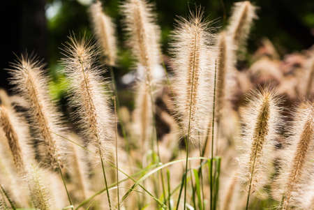 Grass seeds backlight from sunの写真素材