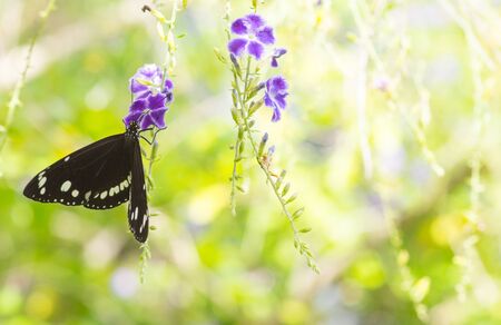 Butterfly Common Crow / Euploea core on purple duranta flowers with copyspaceの写真素材