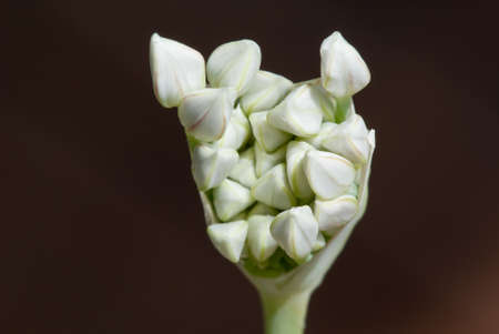 Close up of garlic chives flower bud openingの写真素材