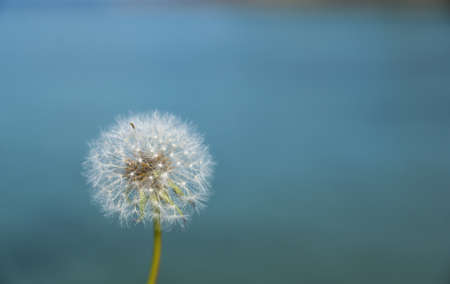 Dandelion on blue sea background with copyspaceの写真素材