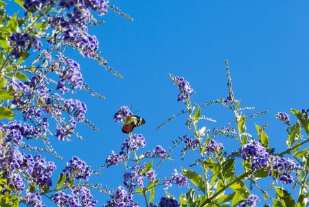Scarlet Jezebel, Delias argenthona, butterfly on purple flowers with copyspaceの写真素材