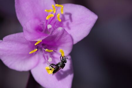 Australian native bee collecting pollen