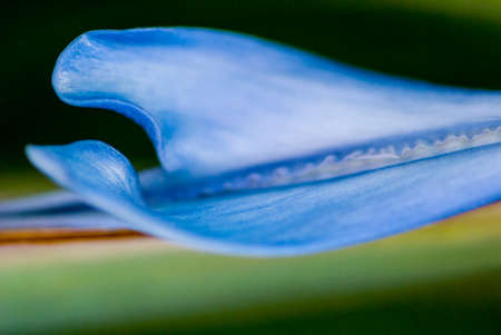 Tropical flower Strelitzia Reginae, bird of paradise