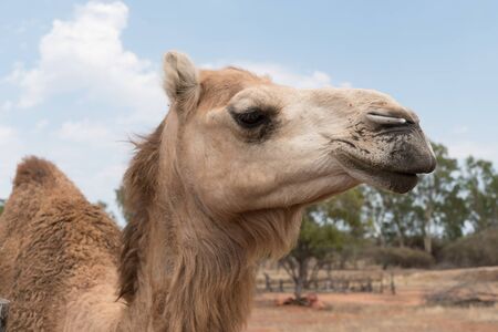 Portrait of a camel, up close head shotの写真素材