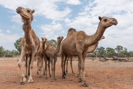 Camels on a camel farm in Queensland, Australiaの写真素材