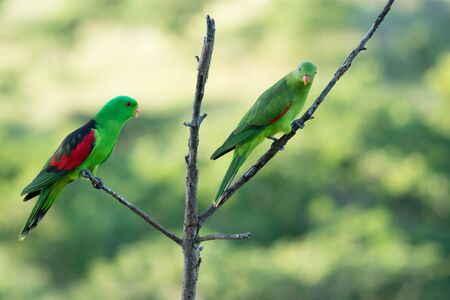 Male and female Australian native  red-winged parrots in dead treeの写真素材