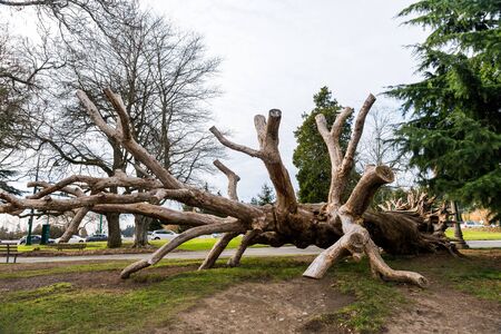 Old dead tree used by children for climbing in Stanley Park, Vancouver, Canadaの写真素材