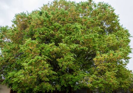 Large very old flowering tamarind tree, Tamarindus indica, about 30 feet or 10 metres highの写真素材