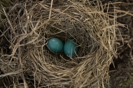 Two blue eggs in bird nest of a robin