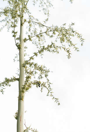 Variegated Mauritius hemp, Furcraea foetida variegata, with hundreds of pups / plantlets on flower spikeの写真素材