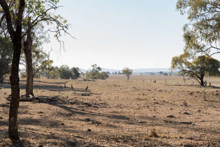 Kangaroos in dry paddock on the Darling Downs, outback Queensland, during droughtの写真素材