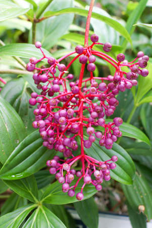 Pink / purple berries of Medinilla speciosa pendula in tropical garden, North Queenslandの写真素材