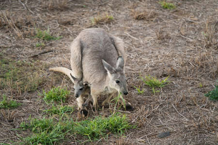 Eastern grey, Macropus giganteus, also known as great grey or Forester kangaroo eating grass with baby joey in pouchの写真素材