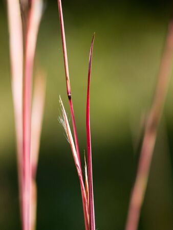 Red Blusetem Grass:  Striking red colored stalks of bluestem-grass contrast with soft green backgroundの写真素材