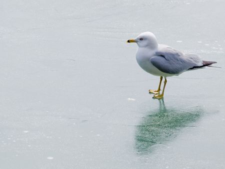 Seagull On Ice: A seagull stands on Niagara Falls, Ontario's Dufferin Island pond.の写真素材