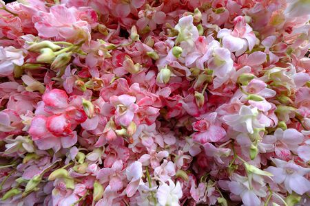 Cut Orchidsの写真素材