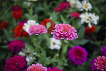 Focused Chrysanthemum Flowerの写真素材