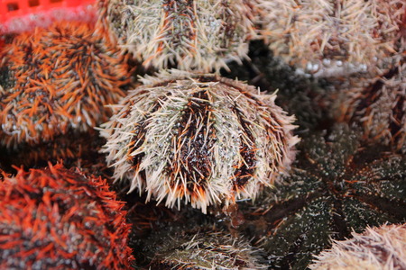 Penghu seafood sea urchinの写真素材