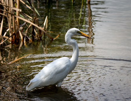 White heron fishing at the edge of a lakeの写真素材