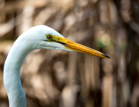 White heron up closeの写真素材