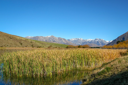Bullrushes and reeds grow well at the edge of a lake in a valley in the high country of New Zealandの写真素材