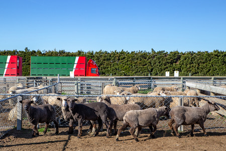 Black sheep waiting in a pen to be auctioned off at a sheep sale in New Zealandの写真素材