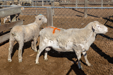 Rams in a holding pen at the sheep sale yards in Coalgate, New Zealandの写真素材