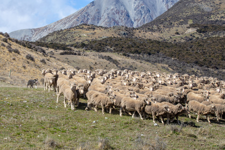 A farm dog rounds up merino sheep on a high country farm in New Zealandの写真素材