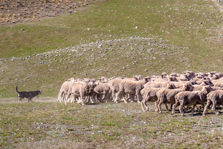 A working sheep dog rounds up a flock of sheep to shift to another pastureの写真素材