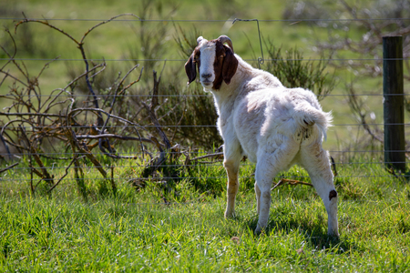 A brown and white goat in a fenced farm fieldの写真素材