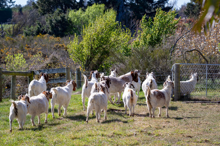 A herd of brown and white goats walk through from the pasture to more rugged countryside to forage for different foodの写真素材
