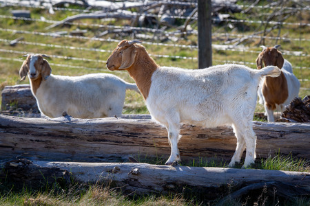 Goats play on logs in the field on a lifestyle block in the countryの写真素材