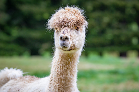 A very comical looking white alpaca in the rural countrysideの写真素材