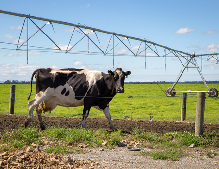 Rural farming scene with a cow leaving the milking shed to return to paddockの写真素材