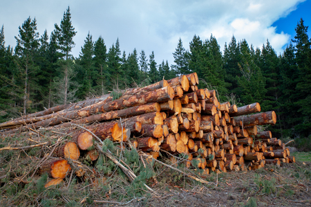 A pile of pine logs at a logging site in a forestry areaの写真素材